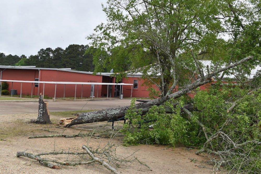 A tree that has fallen over in the sand.