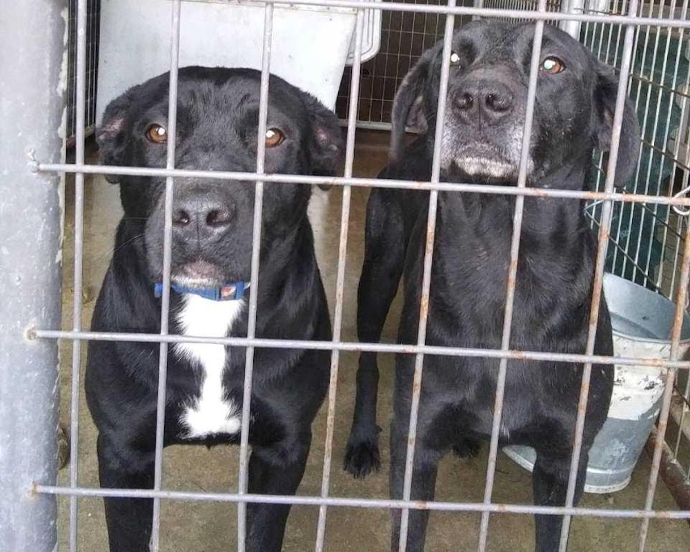 City of Warren has dogs available for adoption