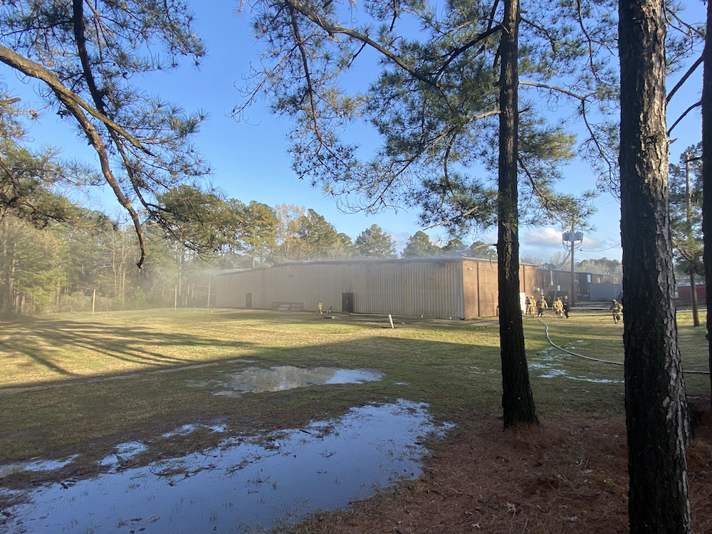 A view of trees and grass from the ground.