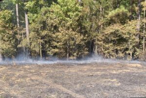A fire burning in the middle of a forest.