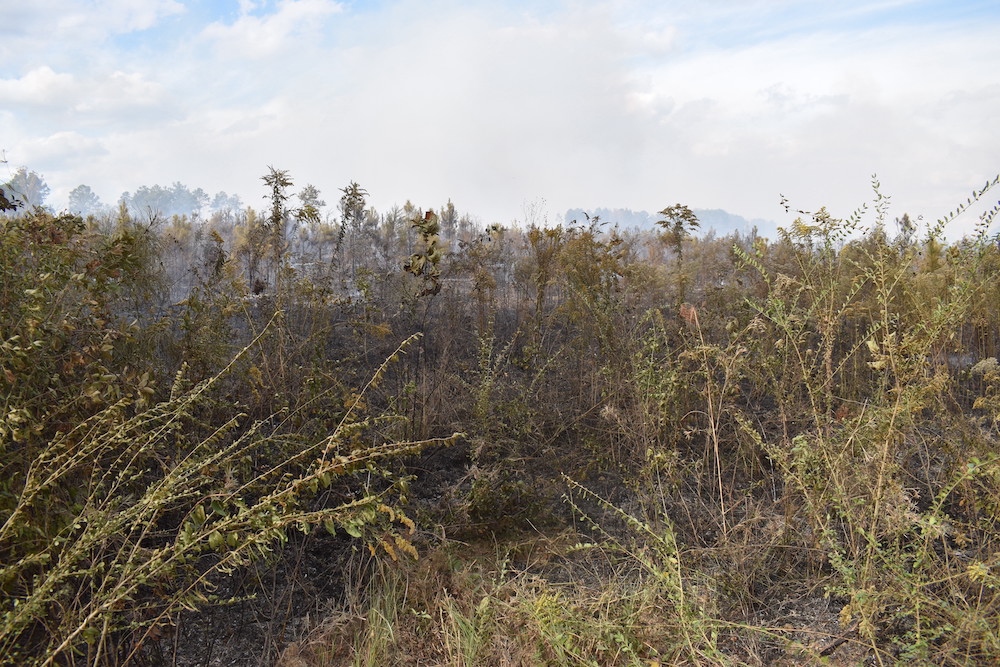 A view of trees and brush from the ground.