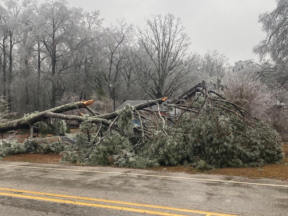 A tree that has fallen over on the side of the road.
