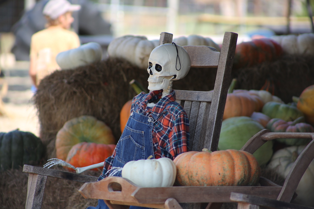 A skeleton sitting in a rocking chair with pumpkins.