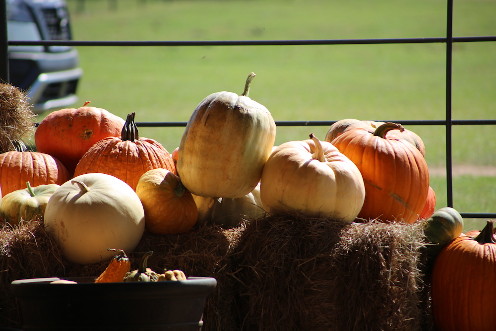A pile of pumpkins sitting on top of hay.