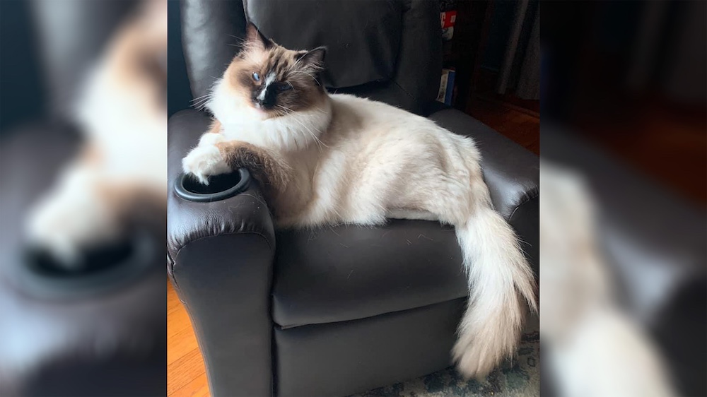 A cat sitting on top of a recliner.