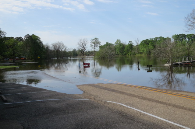 A flooded road with trees and water on both sides.