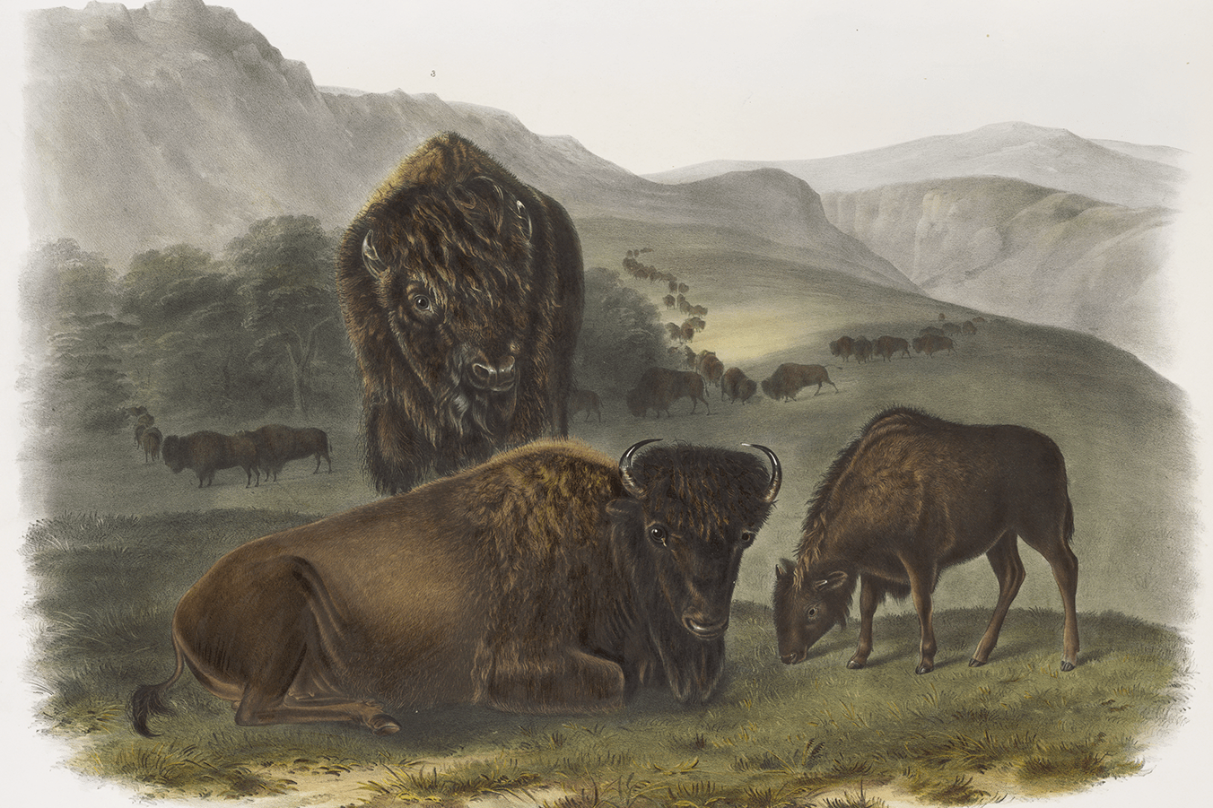 Arkansas Museum of Fine Arts exhibition highlights the art of conservation