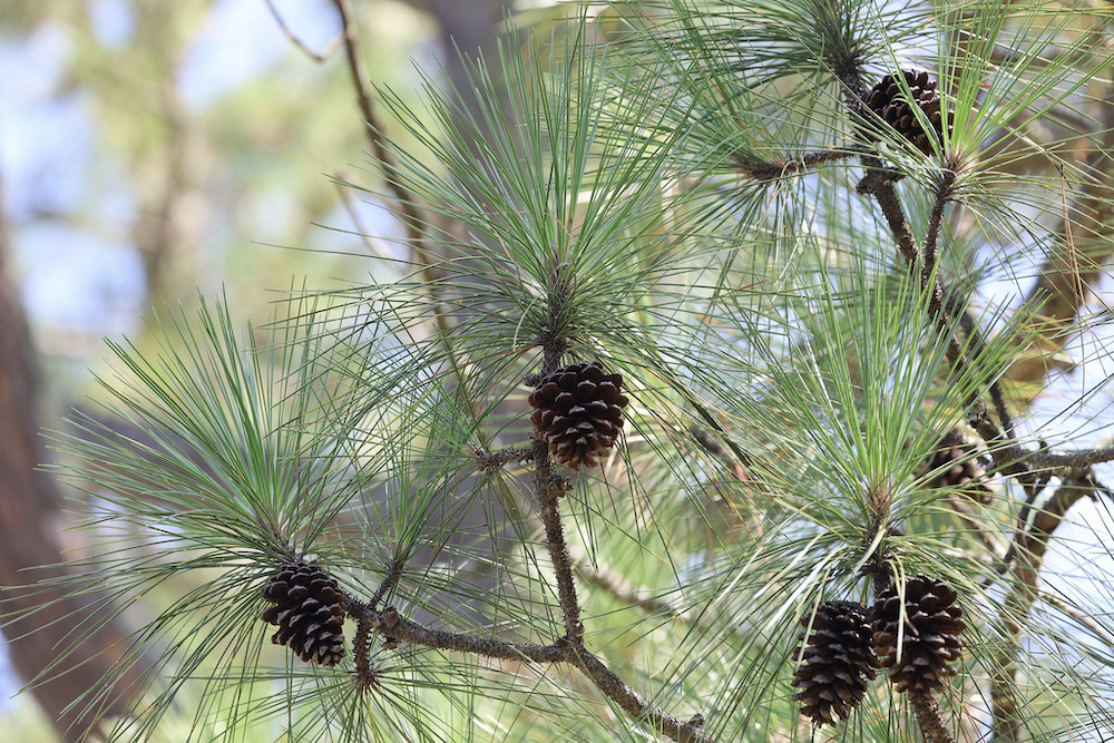 Risk and opportunity: Arkansas’ forest growth outpacing timber harvest