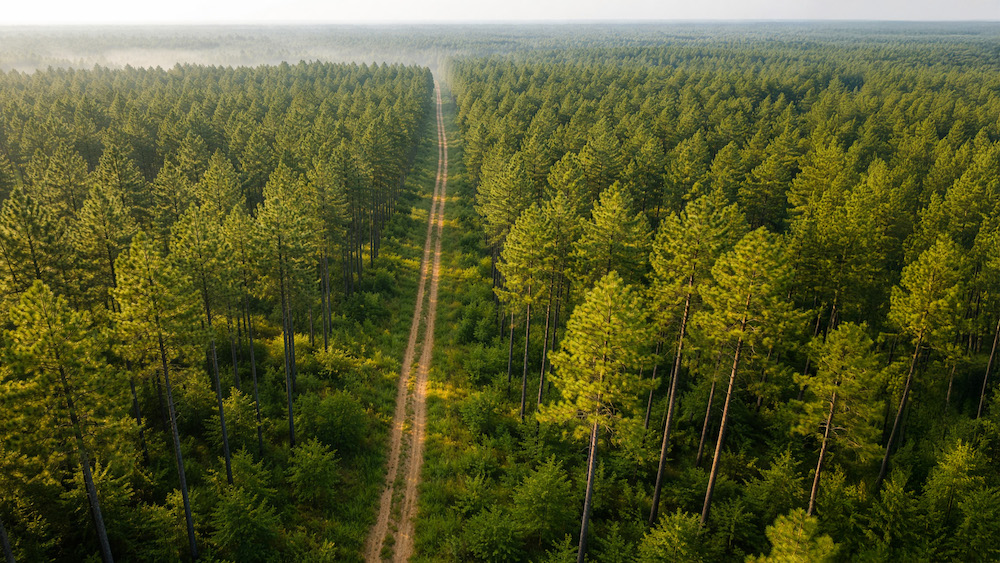 Foresters for the Future Scholarship Application Period Open Through June 1