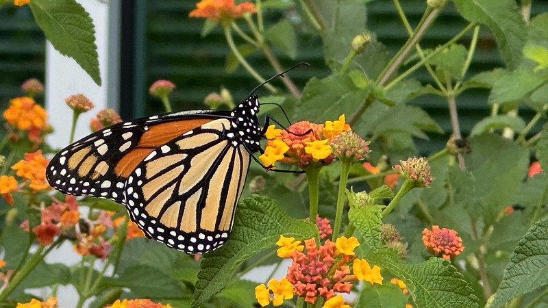 Federal agency sued for lack of timely rule on monarch butterfly designation