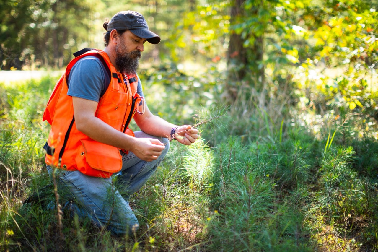 10 Years of Shortleaf Pine Restoration in Arkansas