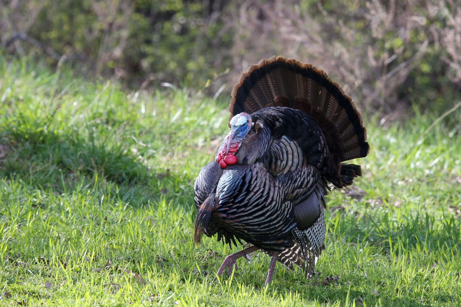 Arkansas turkey hunters post highest harvest in 20 years