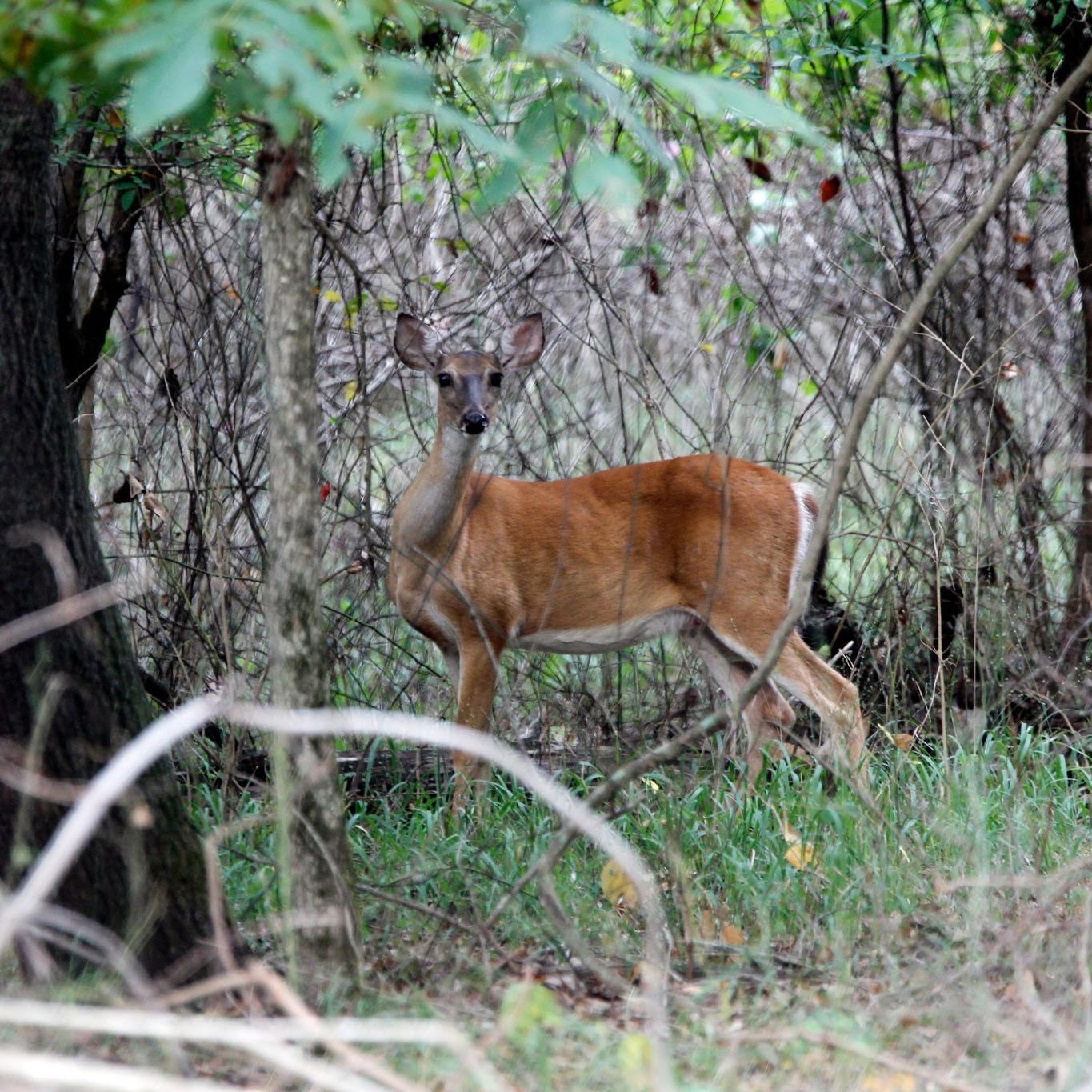 Don’t ‘Treat’ Wildlife Like Livestock: AGFC urges public to report suspected screwworm or parasite cases rather than attempting DIY treatments on wild deer