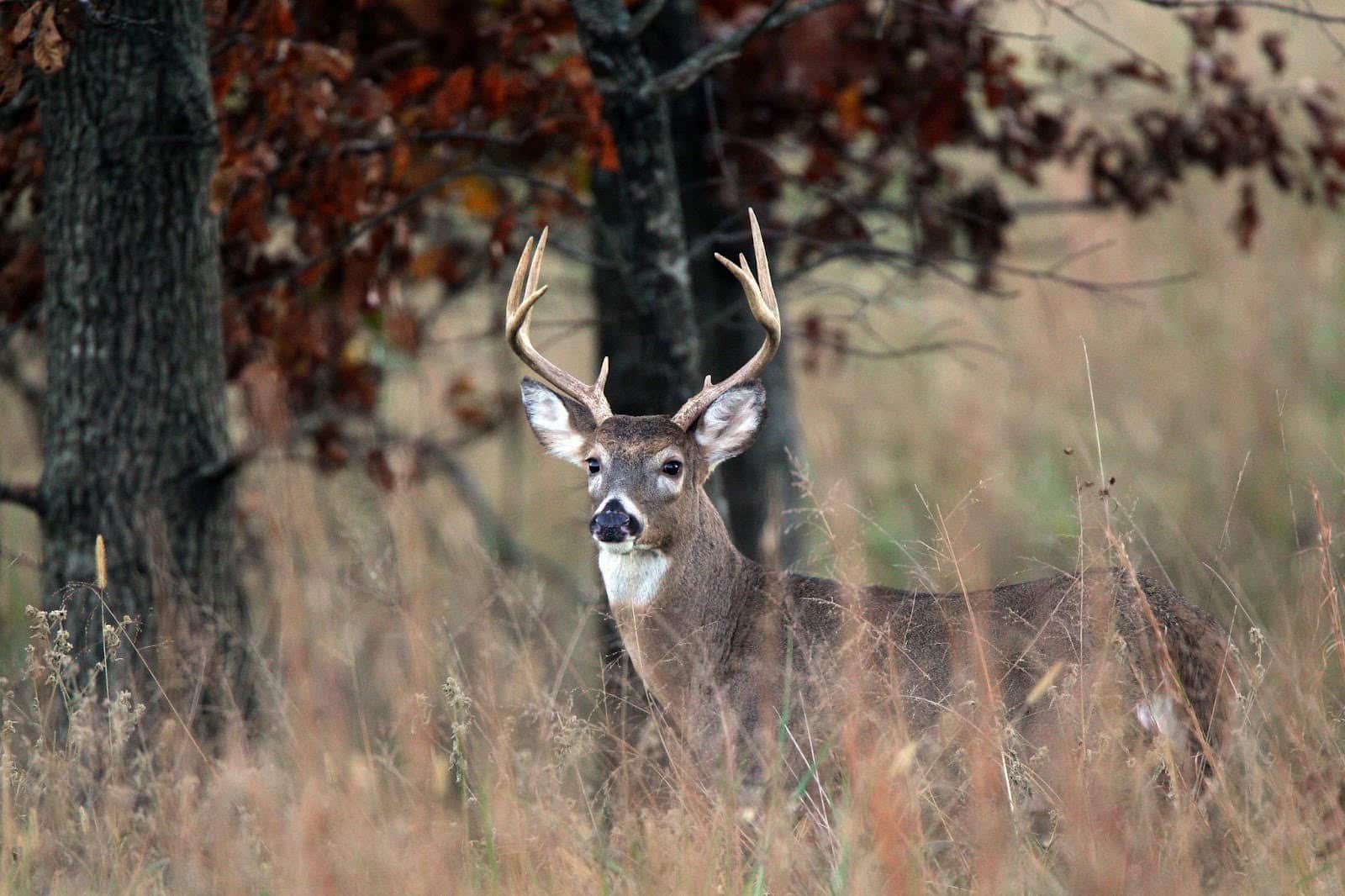 Missed the Draw? Leftover WMA Deer Permits Available July 22