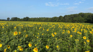 AGFC Dove Fields Available for Permit-Based Hunting; Apply Aug. 1-15