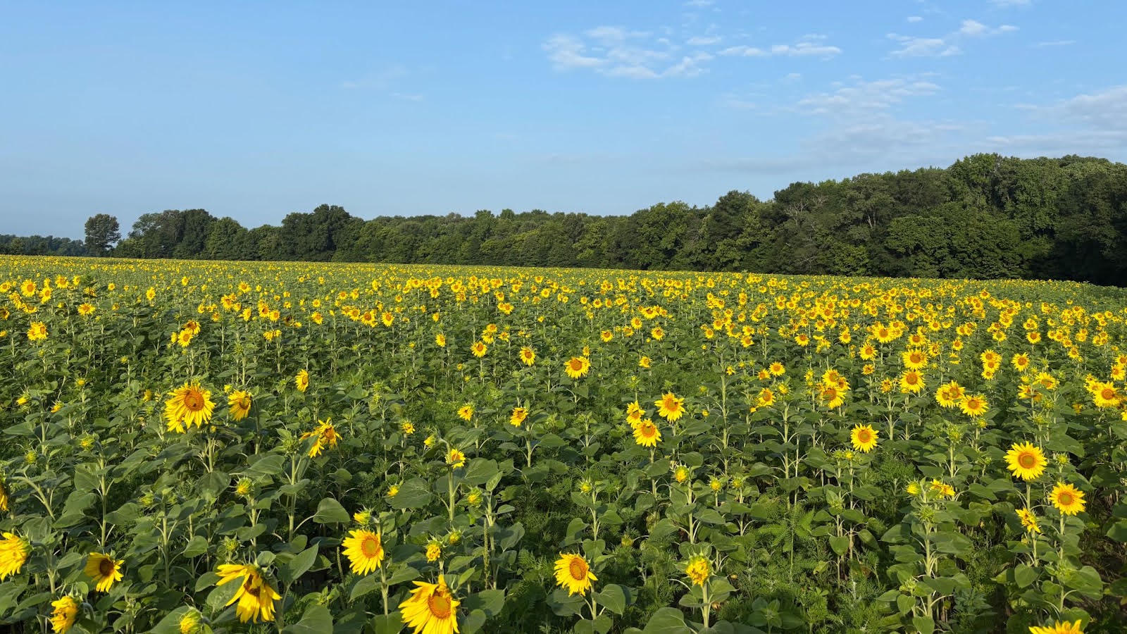 AGFC Dove Fields Available for Permit-Based Hunting; Apply Aug. 1-15