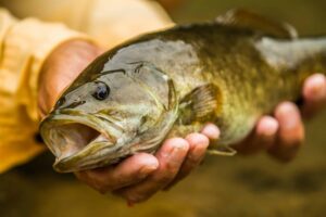 AGFC Adds Eight to List of State’s Smallmouth Bass Blue Ribbon Streams