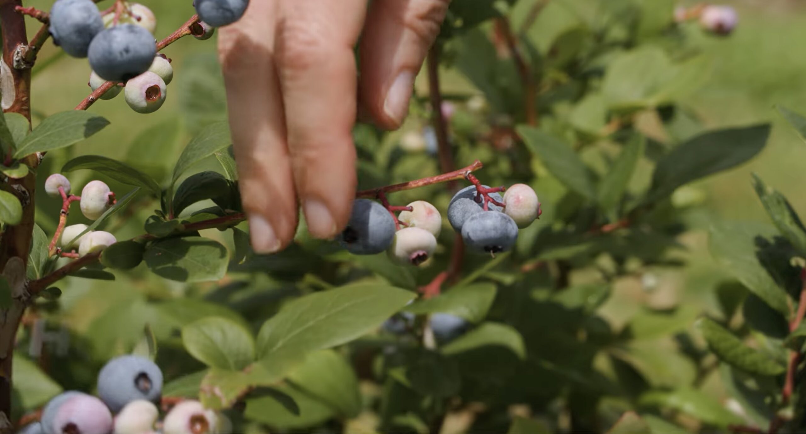 How to Pick Blueberries