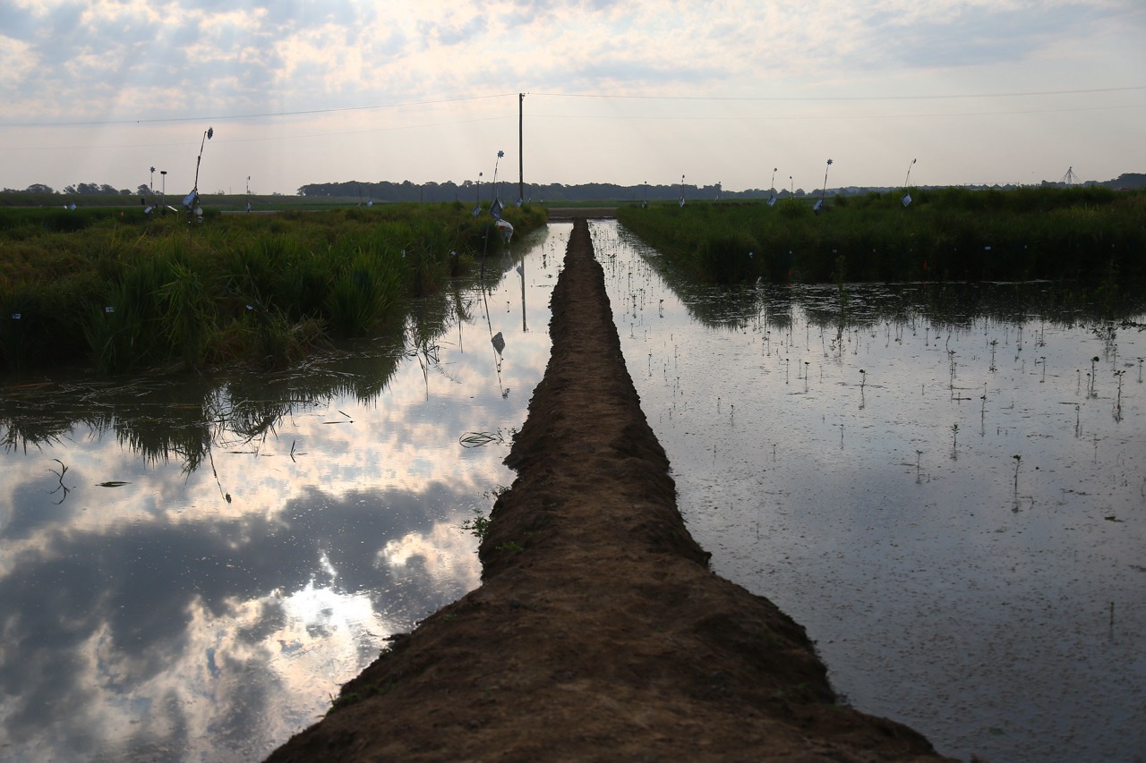 Rice Research and Extension field day takes frank look at the road ahead