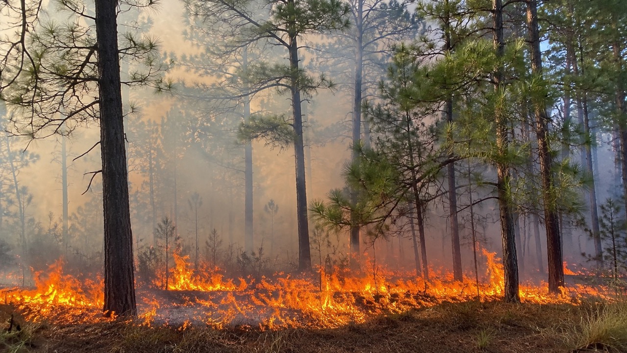As wildfire risk covers Arkansas, extension experts urge vigilance